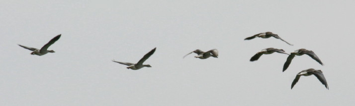 Gänse im Flug